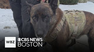 Uxbridge K-9 Officer Bear honored with retirement party