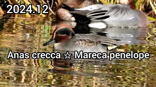 Eurasian teal (Common teal), Eurasian wigeon (European wigeon) | Ducks in the park | December 2024