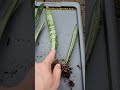 bantel s sensation plant propagation results by leaf cuttings houseplants sansevieria snakeplant