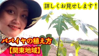 パパイヤ３０本植え付けます！＃やぎぬま農園苗＃パパイヤの植え方詳しくお見せ致します。