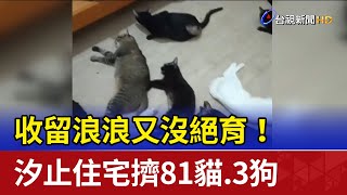 收留浪浪又沒絕育！ 汐止住宅擠81貓.3狗