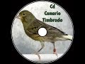 Canto canario timbrado español