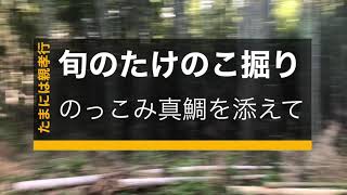 【初心者必見】たけのこの見つけ方、掘り方。鹿児島県姶良市蒲生の竹山で筍掘り、からのお裾分けな休日