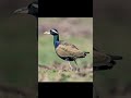 ഈ പക്ഷിക്ക് എത്ര കാലുകൾ ഉണ്ട് bronze winged jacana നാടൻ താമരക്കോഴി shorts malayalam