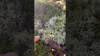 Cladonia  portentosa Fungus,  #nature relaxing #hikes #naturesounds #s #shorts #peaceful #beautiful