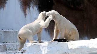 イッちゃんが大好きだけど、タイヤも大好きなゴーゴ【大阪市天王寺動物園】ホッキョクグマ（2月25日より初めての同居中）