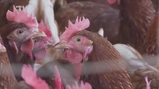 Iowa health officials announce recent bird flu case in Buena Vista County