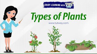 Plants | Types of Plants | Shrubs and Bushes | Herbs, Climbers, Creepers | Plant Types | Science