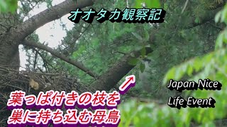 【オオタカ観察記】葉っぱ付き枝を採って来た母鳥　Goshawk fetches a leafy branch for the nest  2022年5月8日撮影