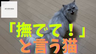 【猫品種ラガマフィン】出張から帰宅したら猫に「撫でてー！」と言われました