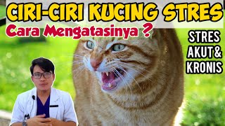 CIRI-CIRI KUCING STRES \u0026 PENANGANANNYA || drh Mirza Yusa || DOKTER HEWAN