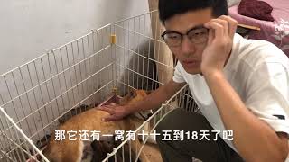 刚出生5个小时的小柴犬，小伙1天1夜没敢睡觉，顺利产下4只幼崽！