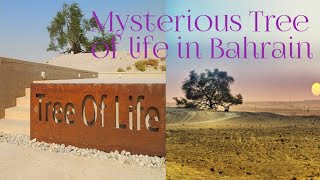 Tree of life in Bahrain/tourist attraction in Bahrain /400 years old tree/mysterious Tree in Bahrain