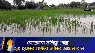 নেত্রকোনা তলিয়ে গেছে ২৩ হাজার হেক্টর জমির আমন ধান | Maasranga News