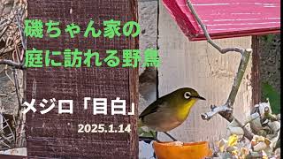 磯ちゃん家の庭を訪れる野鳥　メジロ　2025 1 14