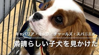 今日ジョイフルホンダで素晴らしい子犬を見かけた。キャバリア・キング・チャールズ・スパニエルです。生後五ヶ月の男の子だそうです。