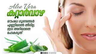 Aloe vera I കറ്റാര്‍വാഴയുടെ ഔഷധ ഗുണങ്ങള്‍ എണ്ണിയാല്‍ തീരില്ല, ഇവ അറിയാതെ പോകരുത്