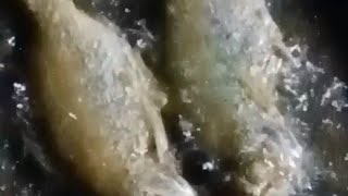 ASMR #Fryingfish The Cooking sound of boiling oil‼️