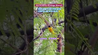 [Nigeria-A552]집을 잘 지어야 #번식 성공하는 #새 #베짜는새 #직조새 #빌라왕 #생태감수성 #nigeria #birds #weavers #biodiversity