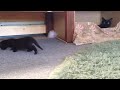 感動！ヨチヨチ歩きが出来るようになった黒猫赤ちゃん！black cat that came to be able to walk baby☆ black bombay cat（黒のボンベイ猫）