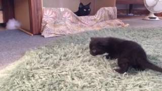 感動！ヨチヨチ歩きが出来るようになった黒猫赤ちゃん！Black cat that came to be able to walk baby☆ Black bombay cat（黒のボンベイ猫）