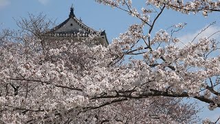 ⁴ᴷ 【桜満開/兵庫県立明石公園/2020】4/6(月)