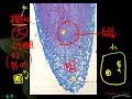 10601高一基礎生物2 1 03根的縱切面一廉