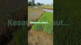 kesawah