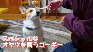 スペシャルなオヤツを貰って嬉しいコーギー。最後は犬の手作りごはんの『コタ飯』です。