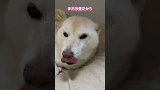 みんなでお昼寝したがる愛犬がカワイイ😍#柴犬 #白柴 #shiba