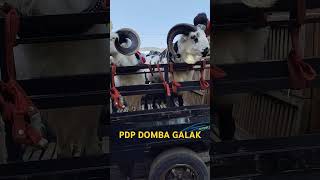 DOMBA GARUT PALING MEWAH#dombagarutsuper #dombagarut #kangrifkychannel