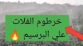 نظام الري بخرطوم الفلات علي البرسيم 🔥🔥تفاصيل ومعلومات جديده مهمه جداً. 01148655412