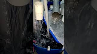 Vertical crab setup #aquaculture#ras #rassystem #mudcrabhouses #proteinskimmer #trending #ytshorts