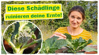 SCHÄDLINGE IM HOCHBEET: So verteidigst du deine Pflanzen 🌱