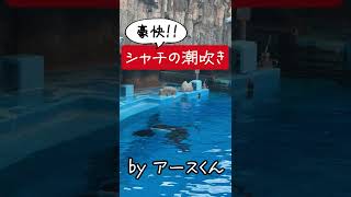 鼻から豪快に!!!! #名古屋港水族館  #水族館  #シャチ #orca #shorts