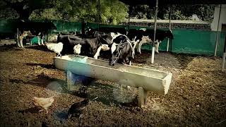 मुक्त गोठा Happy Cow Farming / Free Housing cow dairy Farm