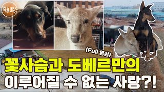 [특종세상] 꽃사슴과 도베르만의 이루어질 수 없는 사랑?! MBN 180316 방송 [Full영상]