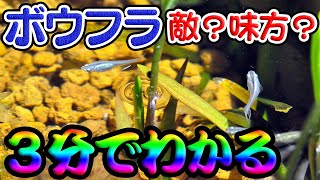 【食べる】こういう関係なの！？メダカ飼育におけるボウフラについて【食べない】