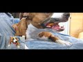 犬が豚の鼻を食べる咀嚼音がヤバい「アムスタッフのカフカ」asmr