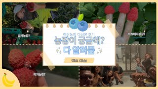 [🇳🇿호주워홀] 농장?? 워홀 4년차가 후기 쏜다!!!딸기, 리치, 라이치, 라즈베리 농장 카불쳐 농장