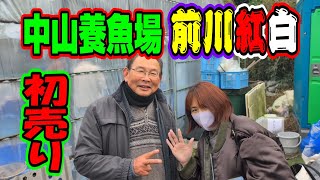 【汚池再生計画】『前川紅白』長崎県佐世保市、中山養魚場さんの初売りへ行ってきた‼#前川紅白＃中山養魚場#koi ＃錦鯉＃紅白＃koipond#koi