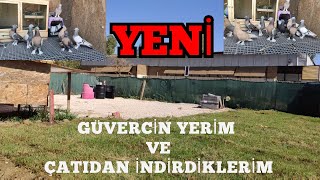 YENİ KÜMESİME GUVERCİNLERİMİ KOYDUM.MERAK ETTİĞİNİZ ÇATI GUVERCİNLERİM İLK DEFA BU VİDEODA