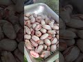 cooking jackfruit seeds for snacks shorts