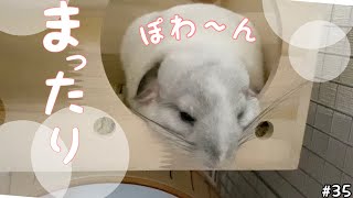 【チンチラ】newハウスが居心地良すぎて溶けちゃいました