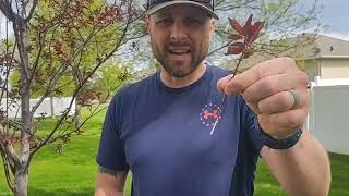 Cutting. Grow a tree from a branch