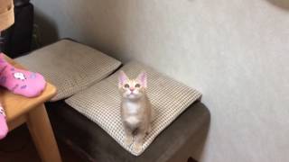 飾り付けを邪魔する子猫ひのきがかわいい　　Kitten to disturb is cute