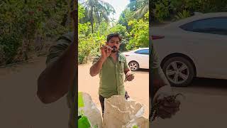 ഈ ഒരൊറ്റ കൃഷി മതി നിങ്ങളെ ലക്ഷപ്രഭു ആക്കാൻ#shorts #shortvideo #shots