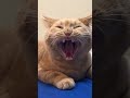 big yawn 大あくび shorts cat 子猫