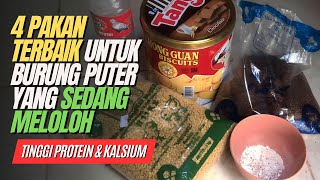 4 PAKAN TERBAIK \u0026 KANDUNGAN GIZINYA 💯 UNTUK BURUNG PUTER YANG SEDANG MELOLOH