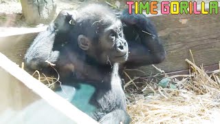 【ゴリラ ASMR】キンタロウの無邪気さプライスレス【gorilla 京都市動物園】Kintaro's innocence priceless